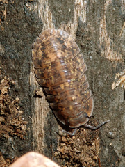 Merulana translucida