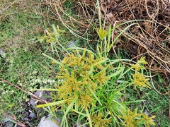 Cyperus mutisii