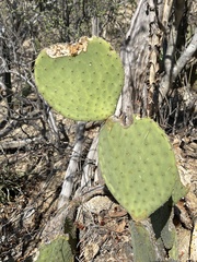 Opuntia comonduensis