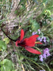 Castilleja miniata dixonii