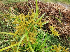 Cyperus mutisii