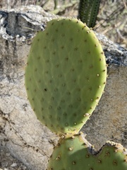 Opuntia comonduensis