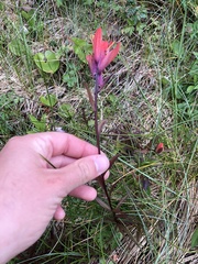 Castilleja miniata dixonii