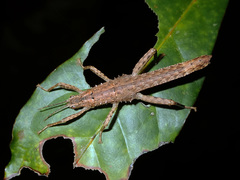 Canachus