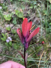 Castilleja miniata dixonii