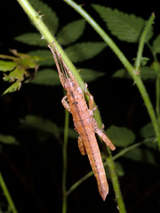 Canachus