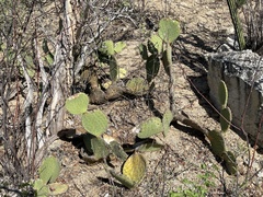 Opuntia comonduensis