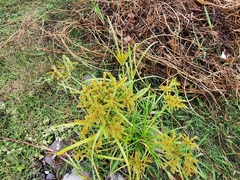 Cyperus mutisii