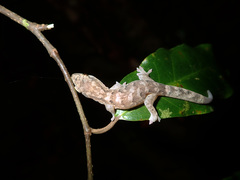 Bavayia
