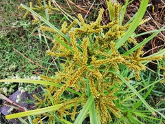 Cyperus mutisii