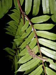 Bavayia