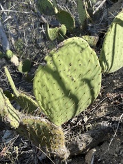 Opuntia caboensis