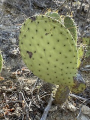 Opuntia caboensis