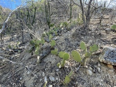 Opuntia caboensis