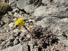 Sedum rupicola