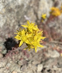 Sedum rupicola