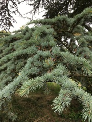 Cedrus brevifolia