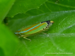 Graphocephala versuta