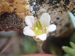 Saxifraga cespitosa