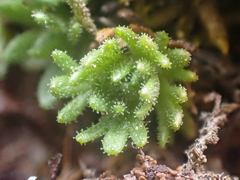 Saxifraga cespitosa
