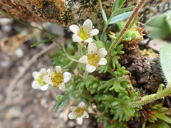 Saxifraga cespitosa