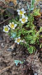 Saxifraga cespitosa