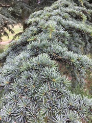 Cedrus brevifolia