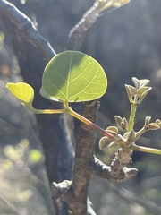 Erythrina flabelliformis