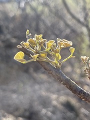 Erythrina flabelliformis