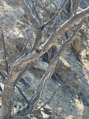 Erythrina flabelliformis