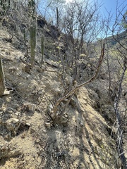 Erythrina flabelliformis