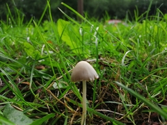 Conocybe apala