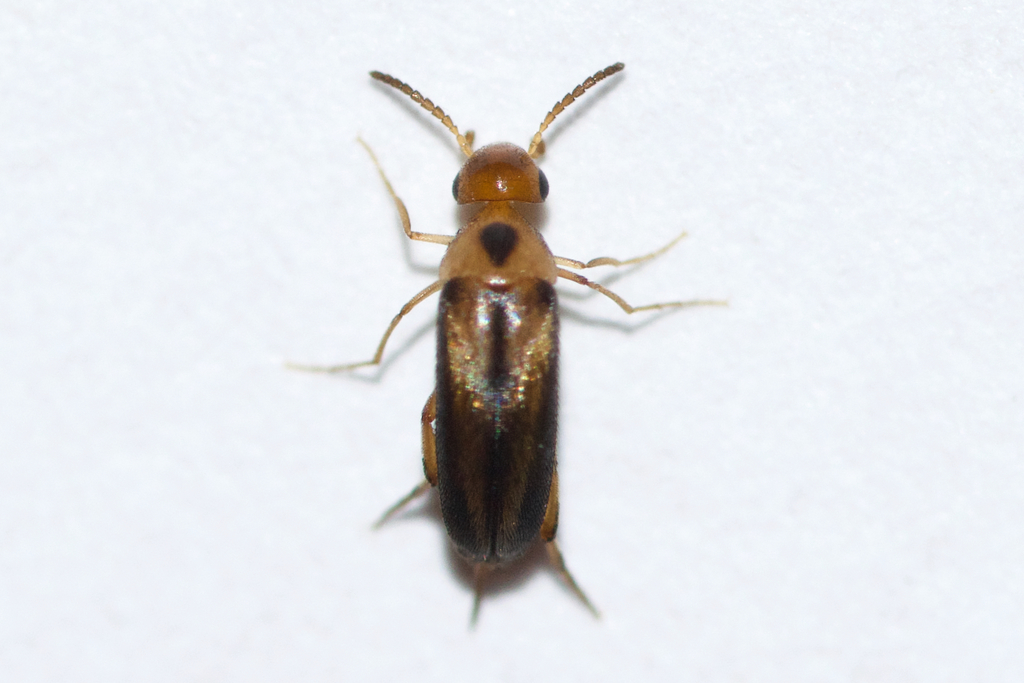 Mordellistena limbalis