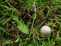 Conocybe apala