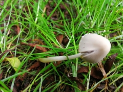 Conocybe apala