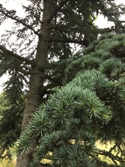 Cedrus brevifolia