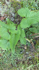 Phlomoides tuberosa