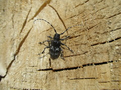 Aegomorphus obscurior