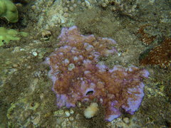 Montipora patula