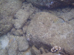 Chaetodon multicinctus