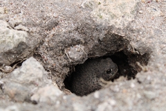 Anaxyrus compactilis