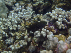 Plectroglyphidodon marginatus