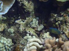 Plectroglyphidodon johnstonianus