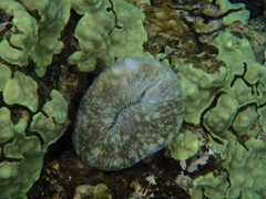 Lobactis scutaria