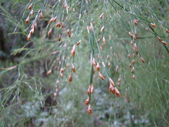 Restio quadratus