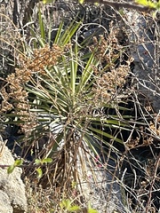 Yucca capensis