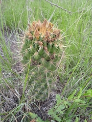Coryphantha octacantha