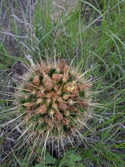 Coryphantha octacantha
