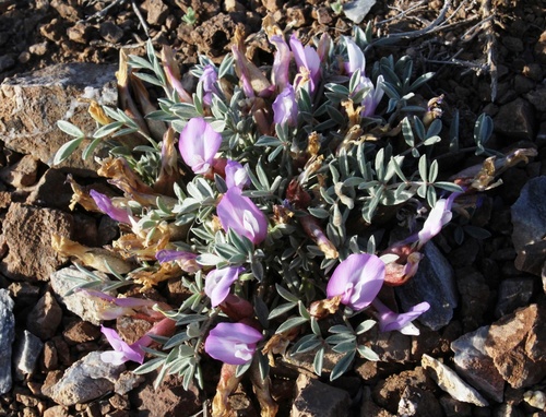 Kazakhstani Milkvetch (Astragalus kasachstanicus)