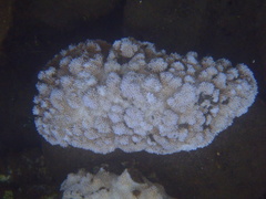 Montipora flabellata